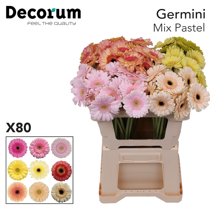 Germini Mix Pastel Water