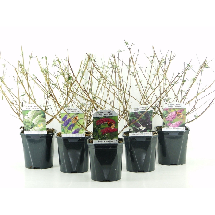 <h4>Buddleja davidii MIX LAAG</h4>