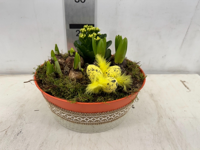 <h4>ARR BOL KNOLGEWAS</h4>