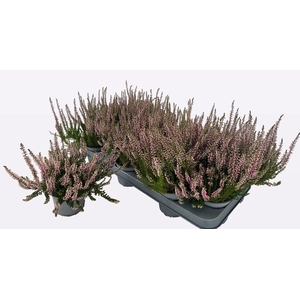CALLU WIBOS GEM