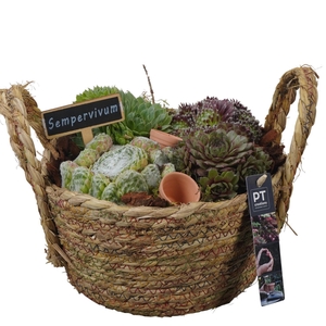 PTS7385 Arrangement Sempervivum in rieten mand