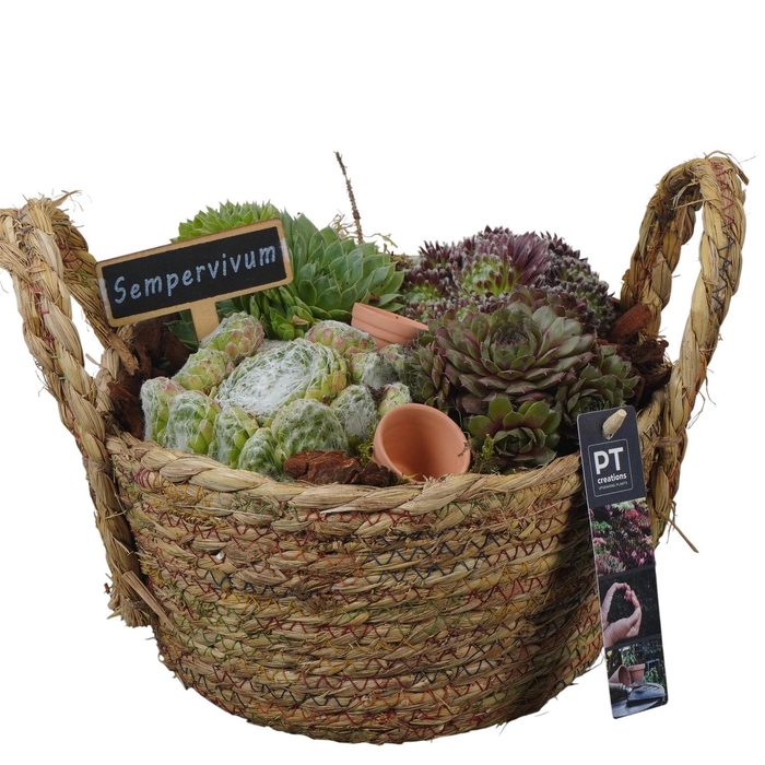 <h4>PTS7385 Arrangement Sempervivum in rieten mand</h4>
