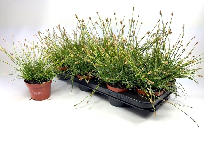 <h4>CARE CO SNOWLINE</h4>