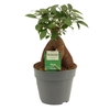 Ficus Ginseng