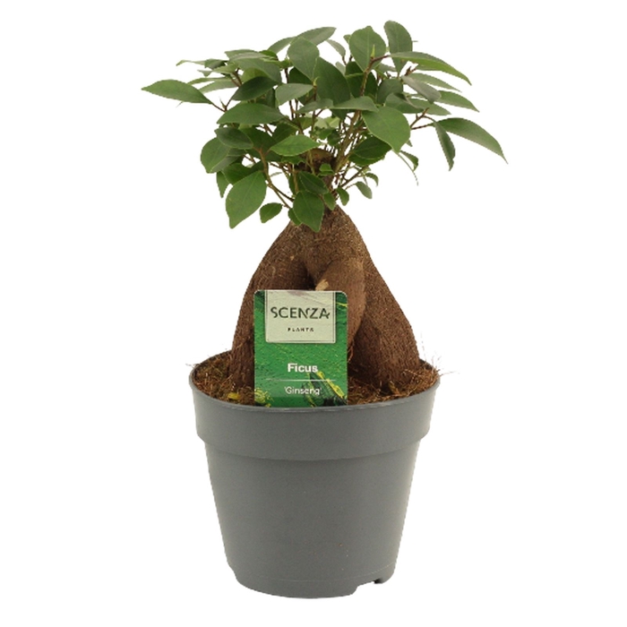 <h4>Ficus Ginseng</h4>