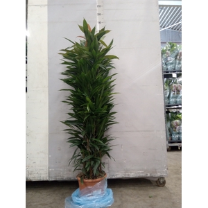 Ficus binn. 'Amstel King'
