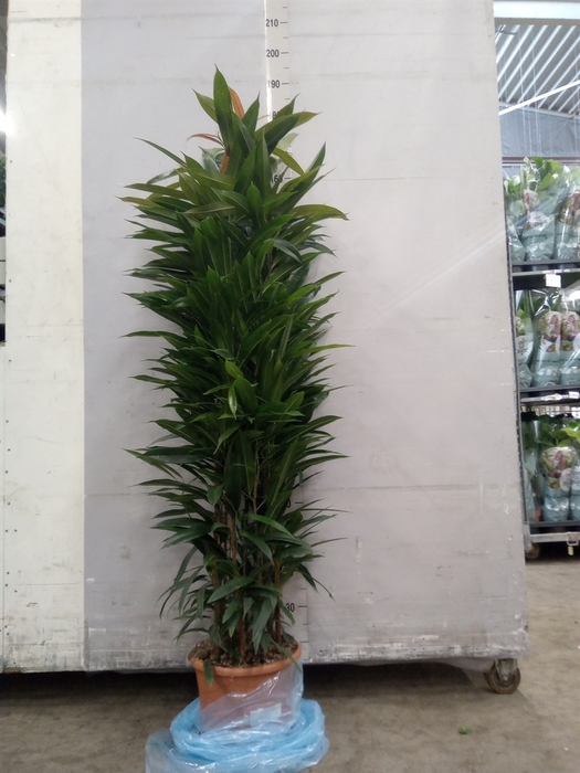 <h4>Ficus binn. 'Amstel King'</h4>
