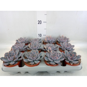 Echeveria  'Orion'