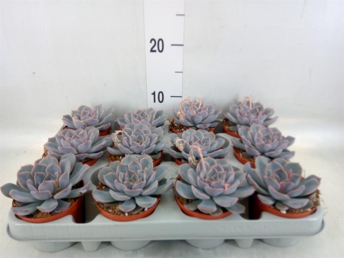 <h4>Echeveria  'Orion'</h4>
