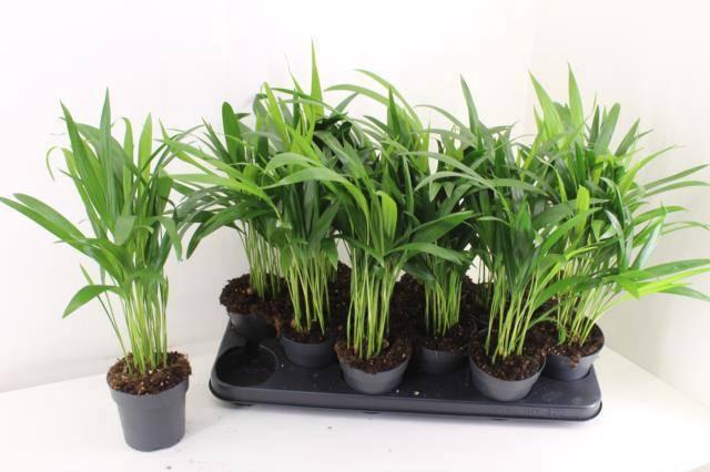 <h4>DYPSIS LUTESCENS</h4>