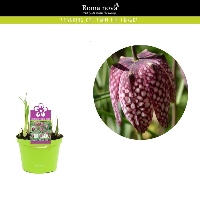<h4>Fritillaria melea</h4>