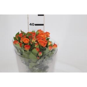 ROSA SPRAY BABE 040 CM