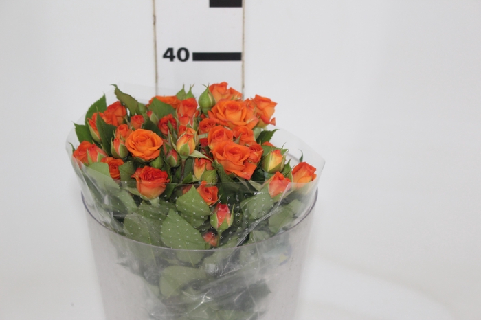 <h4>ROSA SPRAY BABE 040 CM</h4>