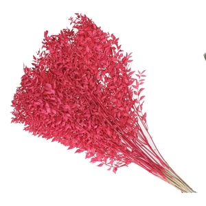 Dried flowers Ruscus 65cm