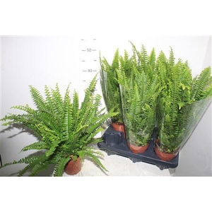 Nephr Ex Green Lady 12cm Pot