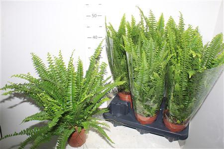 <h4>Nephr Ex Green Lady 12cm Pot</h4>