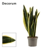 Sansevieria Black Gold 9 cm (Decorum)