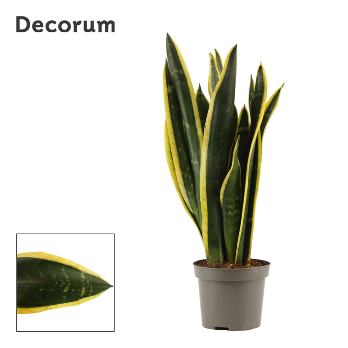 <h4>Sansevieria Black Gold 9 cm (Decorum)</h4>