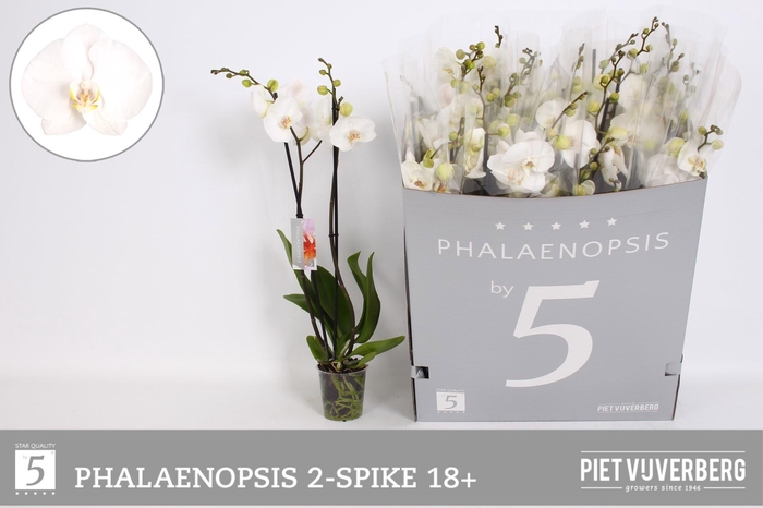 <h4>PHAL OV WIT</h4>