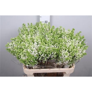 Syr Vu White Wonder 4+