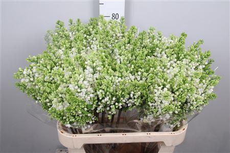 <h4>Syr Vu White Wonder 4+</h4>