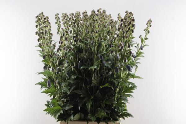 <h4>Aconitum Car Arendsii L 95</h4>