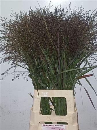 <h4>Panic Vi Warrior</h4>