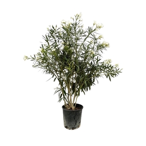 Nerium Oleander White - 180cm