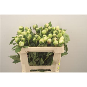 Paeo L Bridal Shower