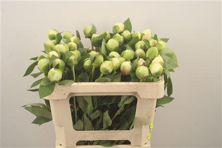 <h4>Paeo L Bridal Shower</h4>