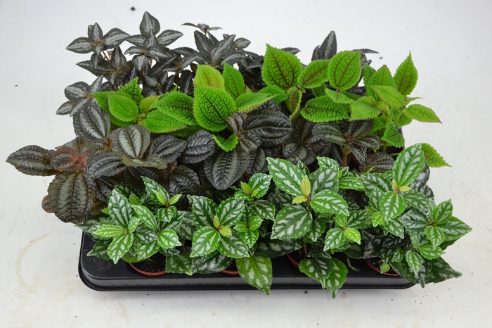 <h4>PILEA GEM</h4>