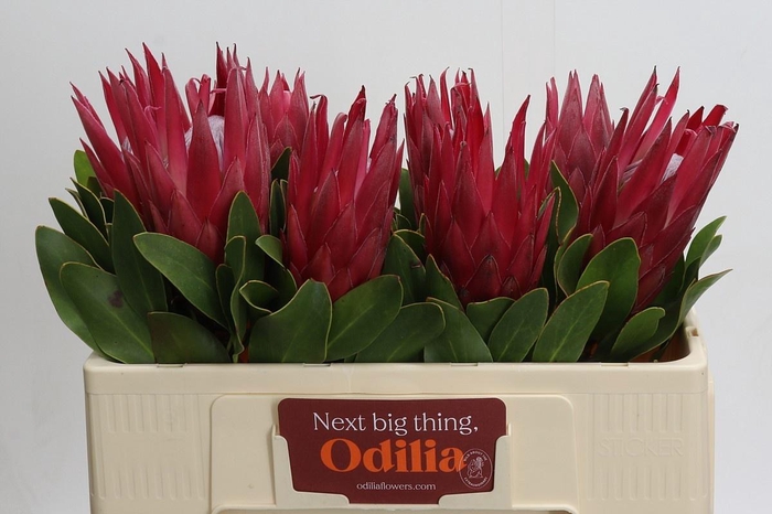 <h4>PROTEA CY MADIBA</h4>