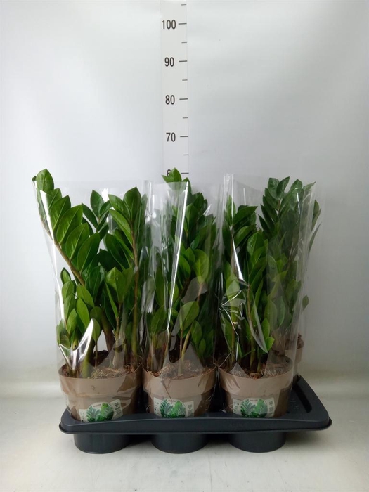 <h4>Zamioculcas zamiifolia</h4>