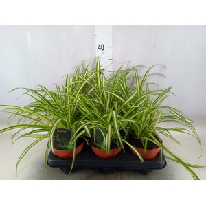 Chlorophytum  'Atlantic'