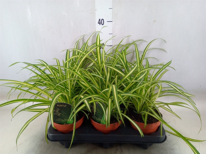 <h4>Chlorophytum  'Atlantic'</h4>