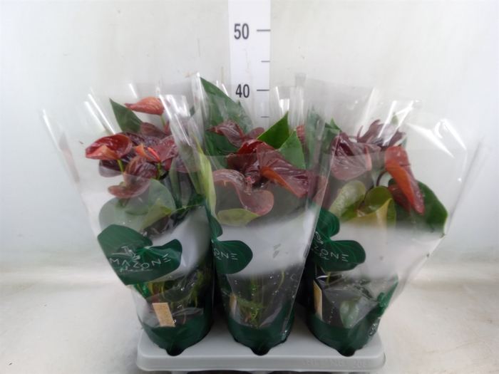 <h4>Anthurium andr. 'Essencia'</h4>