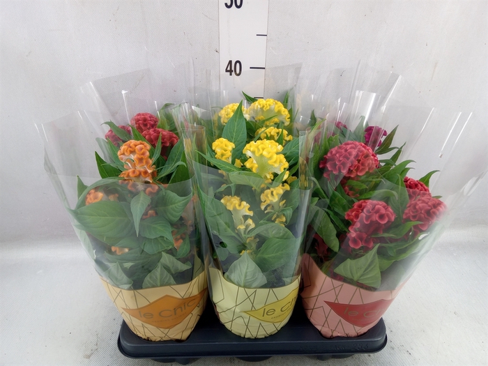 Celosia arg. CR 'Twisted'   ...mix