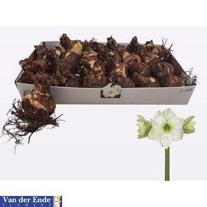 <h4>BLOEMBOL HIPPEASTRUM</h4>