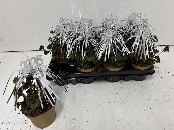 <h4>OXALIS DEPPEI</h4>