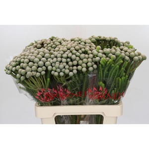 Cape Green Albiflora Silver Moon