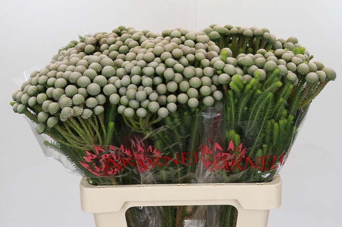 <h4>Cape Green Albiflora Silver Moon</h4>