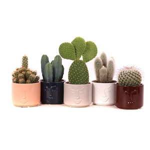 Cactus mix 10,5 cm in Face it sierpot