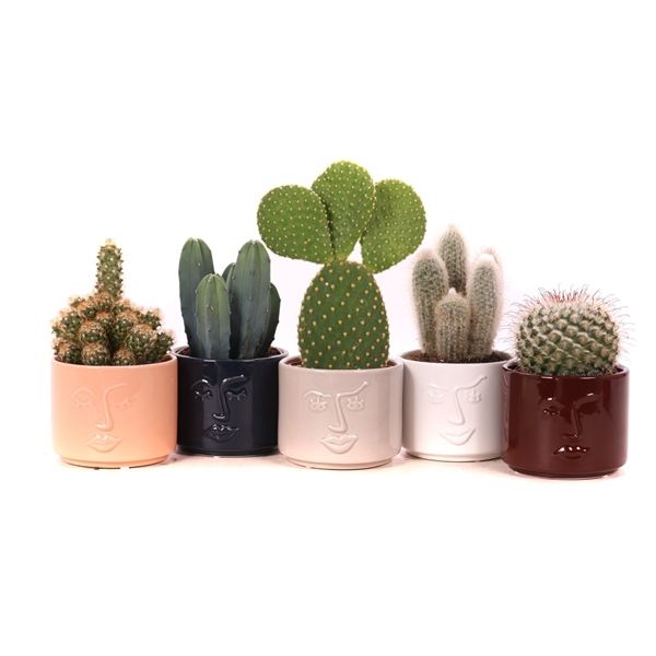 <h4>Cactus mix 10,5 cm in Face it sierpot</h4>