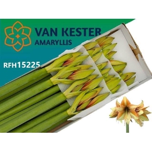 AMARYLLIS MOCCA