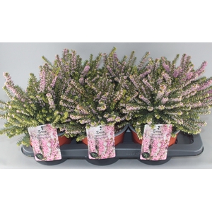 Erica darleyensis 'Darley Dale' C2 Tray