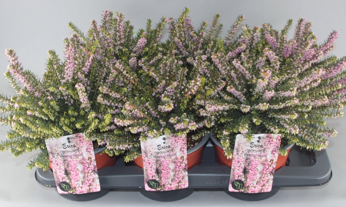 <h4>Erica darleyensis 'Darley Dale' C2 Tray</h4>