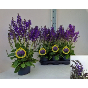 SALVIA FA MIDN MODEL