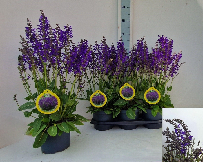 <h4>SALVIA FA MIDN MODEL</h4>