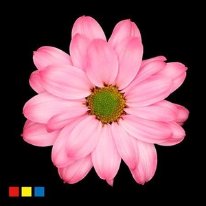 Chr T Kennedy Hot Pink