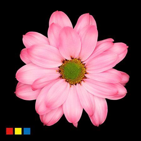 <h4>Chr T Kennedy Hot Pink</h4>